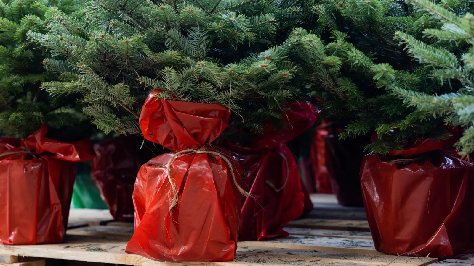 Weihnachtsbäume im Topf können mehr als ein Fest erleben - aber nicht immer. (Foto: Rolf Vennenbernd/dpa/dpa-tmn)