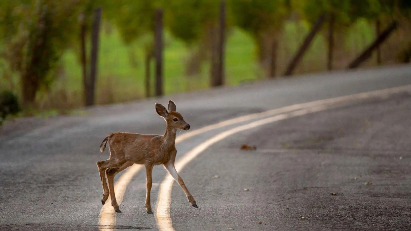 Mit einem Reh stieß bei Oberschlauersbach ein Fahrradfahrer zusammen. Das Wildtier überlebte den Unfall nicht.  (Symbolbild: Robin Loznak/ZUMA Wire/dpa)