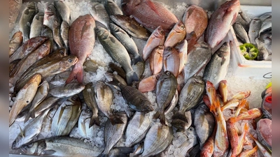 Frischen Fisch erkennt man unter anderen an den klaren, glänzenden Augen.  (Foto: Alexia Angelopoulou/dpa)