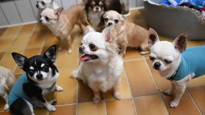 Ein Chihuahua stand in Ansbach vor Gericht. (Symbolbild: Bernd Weißbrod/dpa)