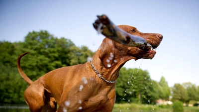 Bietet man dem Hund beim Apportieren ein Stückchen Futter oder eine andere Belohnung als Tausch an, wird er einem das Stöckchen gerne überlassen. (Foto: Daniel Reinhardt/dpa/dpa-tmn)