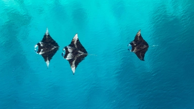 Als würden sie fliegen: Mantarochen in einer Lagune. (Foto: Visit Maldives/dpa-tmn)