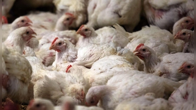 In Deutschland ist der Konsum von Geflügelfleisch in den vergangenen Jahren deutlich gestiegen. (Archivbild) (Foto: Jens Büttner/dpa-Zentralbild/dpa)