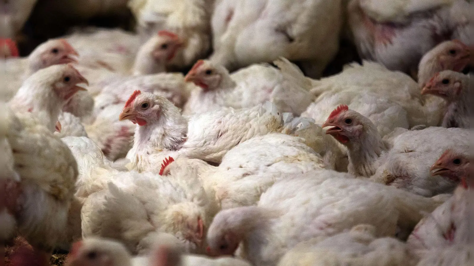 In Deutschland ist der Konsum von Geflügelfleisch in den vergangenen Jahren deutlich gestiegen. (Archivbild) (Foto: Jens Büttner/dpa-Zentralbild/dpa)