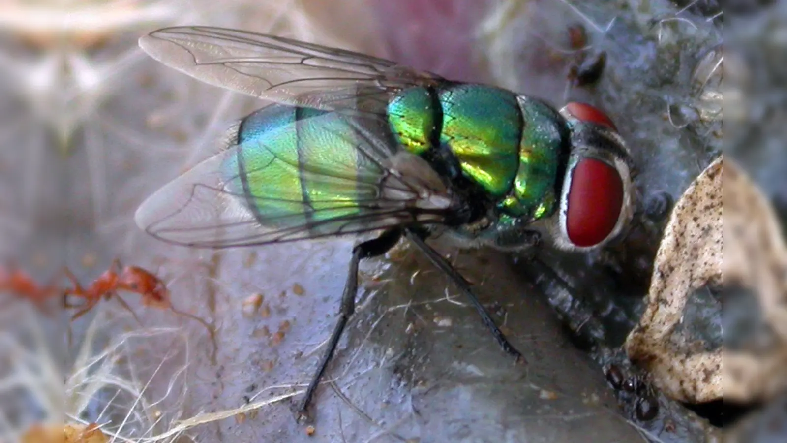 Diese Schmeißfliege könnte die Verbrechensbekämpfung erschweren. (Foto: Krzysztof Szpila/Universität Toruń/dpa)