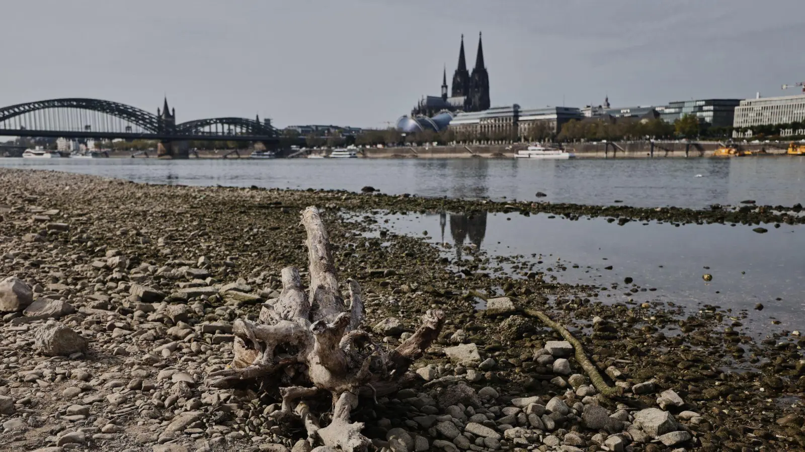 Die Wasserstände der Flüsse waren nach einer Auswertung des Science Media Center dieses Jahr extrem niedrig (Archivbild).  (Foto: Oliver Berg/dpa)