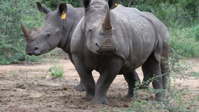 Zwei Breitmaulnashörner in einem Naturschutzreservat in Südafrika. Der internationale Handel mit Nashorn-Hörnern ist zwar verboten. Trotzdem töten Wilderer weiterhin illegal die Tiere. (Foto: picture alliance / Kristin Palitza/dpa)