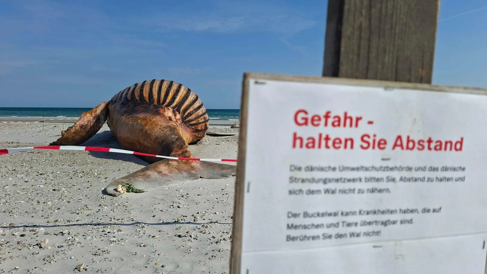 Neugierige dürfen bei der Obduktion des Buckelwals dabei sein - aber nur mit Sicherheitsabstand. (Foto: Kai Moorschlatt/dpa)