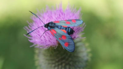 Ein Fünffleck-Kleewidderchen labt sich an einer Blüte. Bei den Rotwidderchen handelt es sich um kleine schwarze Falter mit roten Flecken und Punkten. Im Volksmund heißen sie „Blutströpfchen“. (Foto: Richard Ittner)