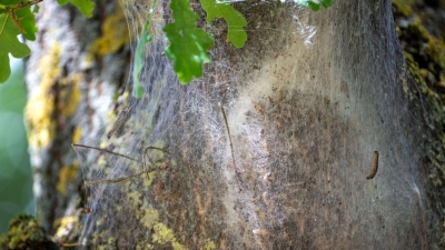 In Franken ist der Eichenprozessionsspinner besonders gern unterwegs. (Archivbild) (Foto: Pia Bayer/dpa)