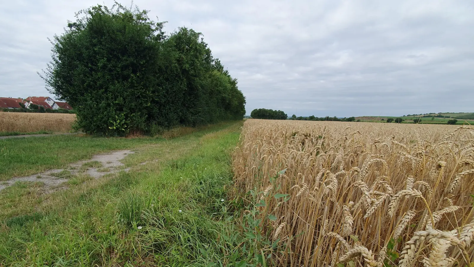 Westlich der Bad Windsheimer Bodenfeldstraße gedeiht derzeit noch das Getreide prächtig. Schon bald könnte hier eine innovative Siedlung entstehen. (Foto: Anna Franck)