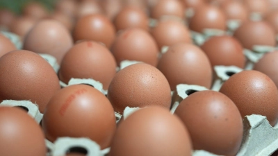 Die Verbraucher essen mehr Eier als noch vor ein paar Jahren. (Foto: Marcus Brandt/dpa)