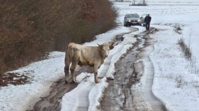 Bei Markt Bibart sind sechs Kühe ausgebüxt. Ein Einfangtrupp ist im Einsatz. (Foto: Jannik Schwarz)