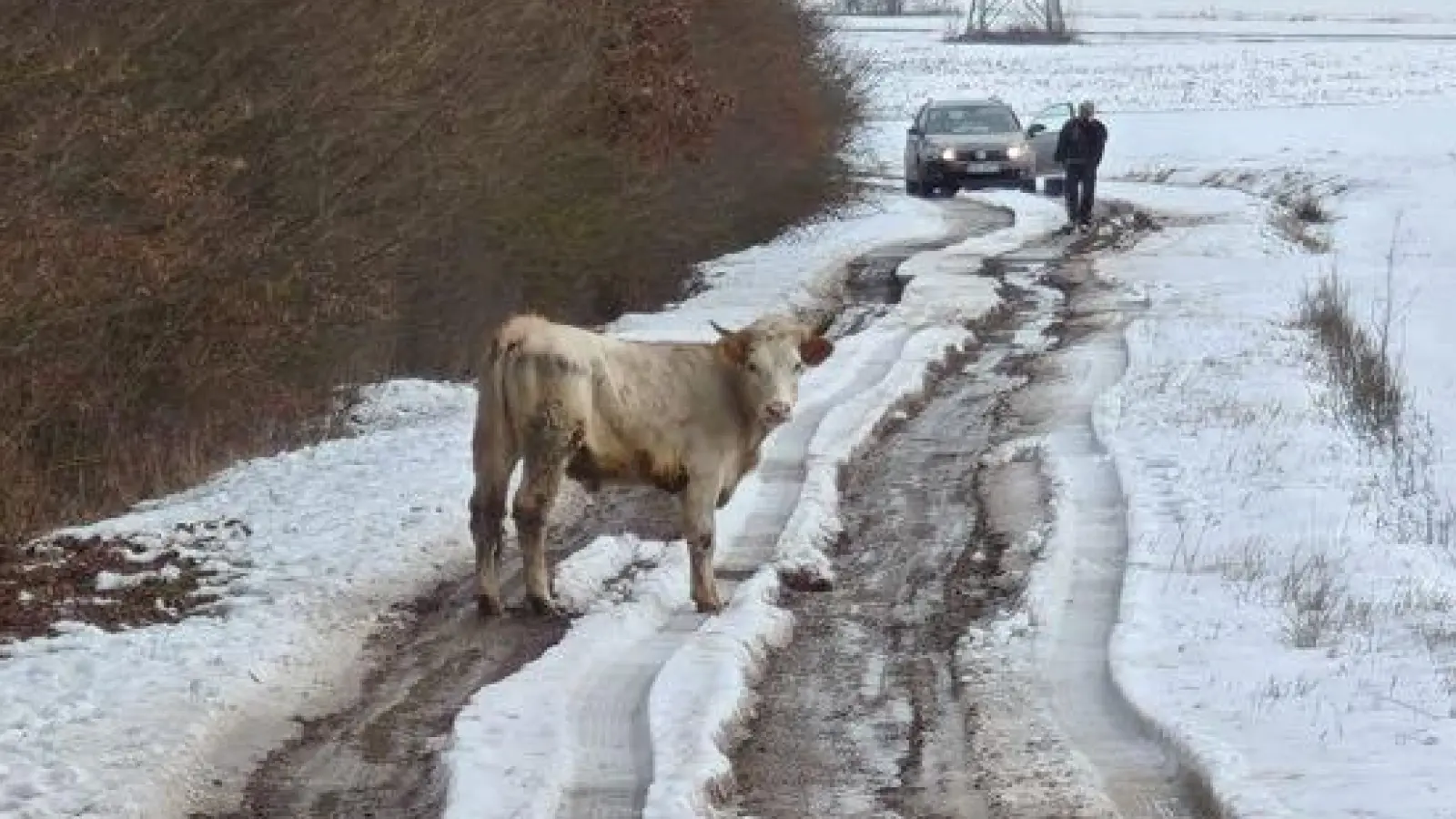 Bei Markt Bibart sind sechs Rinder ausgebüxt. Ein Einfangtrupp ist im Einsatz. (Foto: Jannik Schwarz)