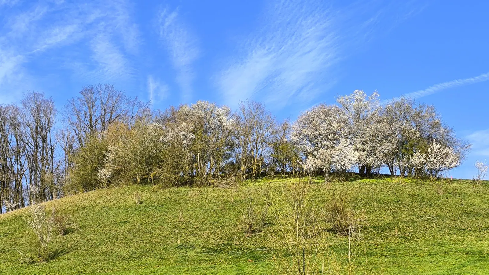 Frühlingsfarben - gesehen in Beerbach (Foto: Ingrid Weis)