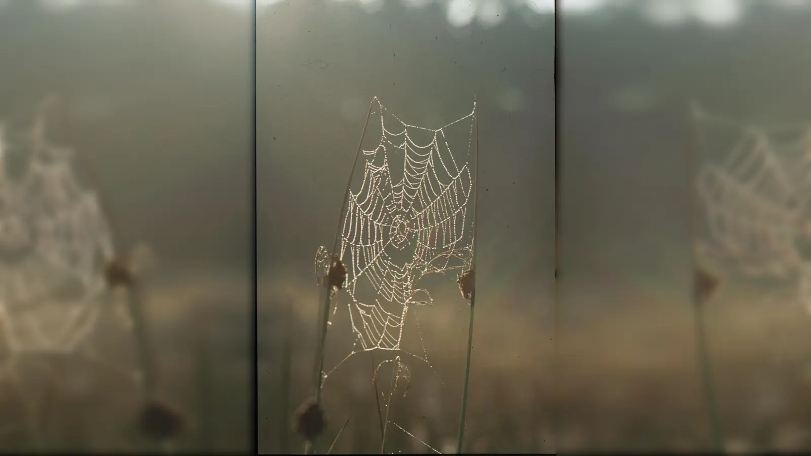 Die Kunst einer Radnetzspinne ist im Morgentau am besten zu sehen.  (Foto: Ulrich Meßlinger)