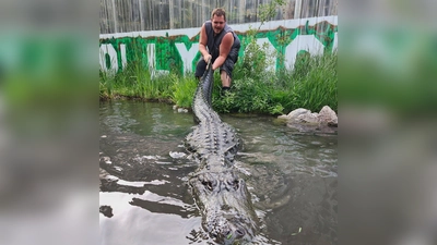 Hollywood-Alligator ist tot (Foto: Jay Young/Colorado Gators/AP/dpa)
