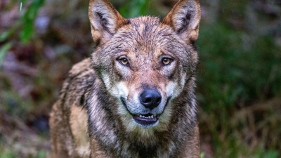 In den Koalitionsstreit um den Wolf kommt Bewegung. (Symbolbild) (Foto: Armin Weigel/dpa)