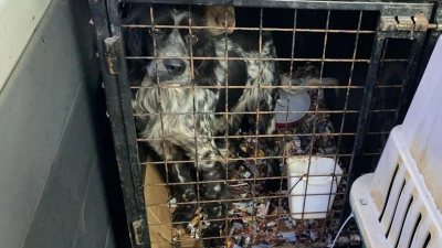 In den Käfigen der Hunde war es stark verschmutzt. (Handout) (Foto: --/Polizeiinspektion Furth im Wald/dpa)