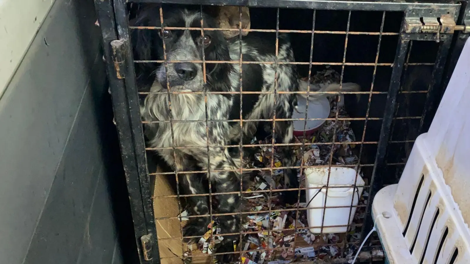 In den Käfigen der Hunde war es stark verschmutzt. (Handout) (Foto: --/Polizeiinspektion Furth im Wald/dpa)