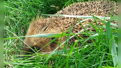 Auch für Tiere wie den Igel kann man im Endspurt der Gartensaison einiges tun. Laubhaufen können ihnen als Unterschlupf dienen. (Foto: Christian Treffer)