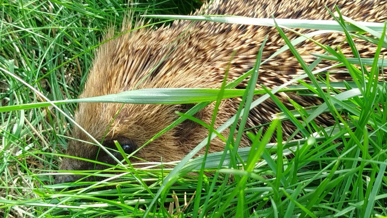 Auch für Tiere wie den Igel kann man im Endspurt der Gartensaison einiges tun. Laubhaufen können ihnen als Unterschlupf dienen. (Foto: Christian Treffer)