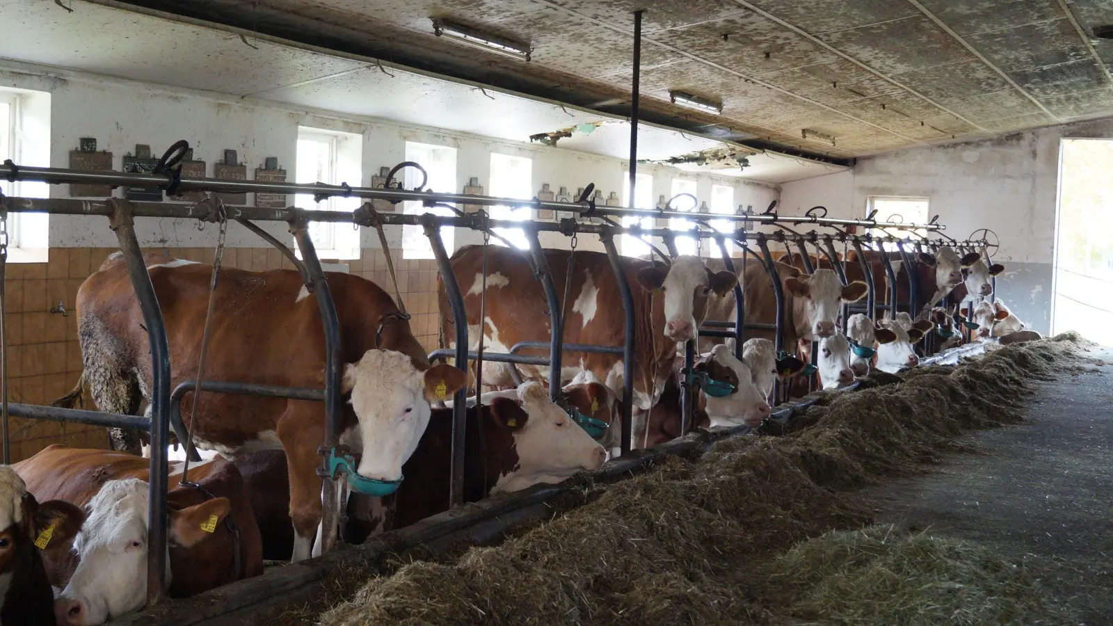 Anbindehaltung bei Kühen ist umstritten und nicht mehr zeitgemäß: In einigen Ställen wird sie aber weiter praktiziert. Der Stall auf diesem Foto hat mit dem im Artikel beschriebenen Fall nichts zu tun. (Archivbild: Nicole Gunkel)