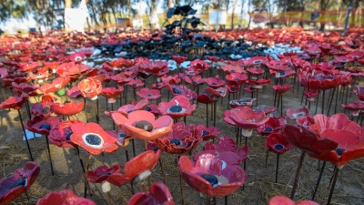 Weltweites Gedenken: Hier erinnern Anemonen in der Gedenkstätte des Nova-Party-Massakers an die zahlreichen Opfer vor einem Jahr (Foto: Israel Hadari/ZUMA Press Wire/dpa)