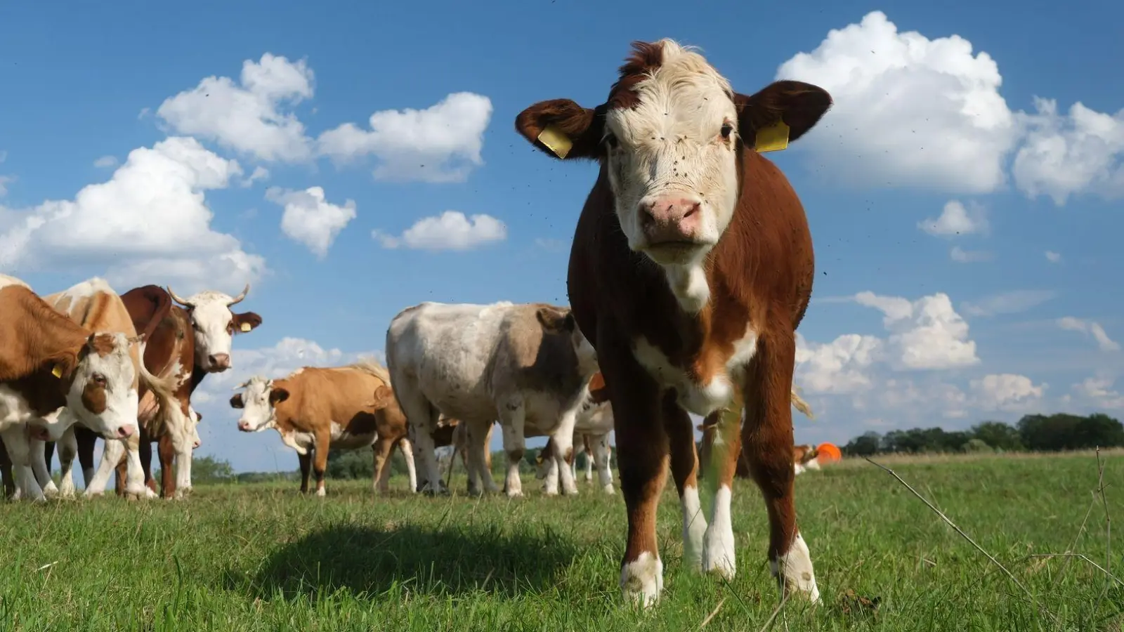 Ein 60 Jahre alter Landwirt wurde von einem Rind gegen seinen Stall gedrückt. Er musste ins Krankenhaus. (Symbolbild: Sebastian Willnow/dpa)