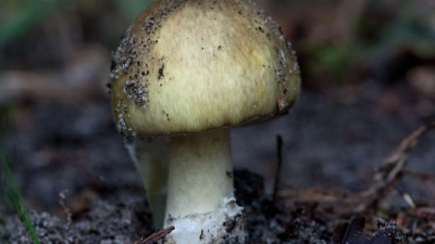 Er sieht manchem Speisepilz ähnlich, ist aber giftig: der Grüne Knollenblätterpilz. (Foto: Klaus-Dietmar Gabbert/dpa-tmn)