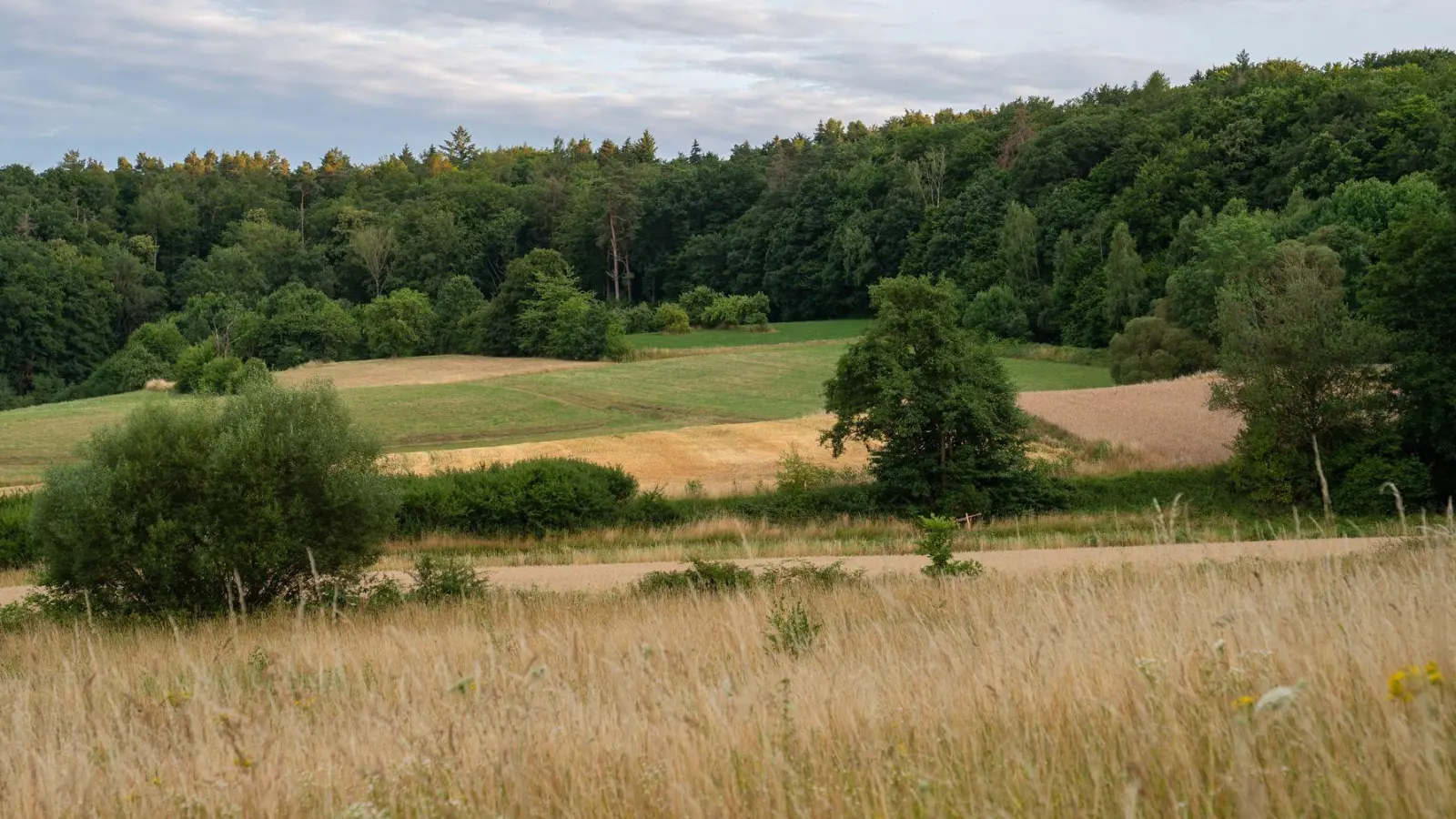 Wegen der Trockenheit steigt im Norden des Freistaates die Waldbrandgefahr. (Symbolbild) (Foto: Nicolas Armer/dpa)
