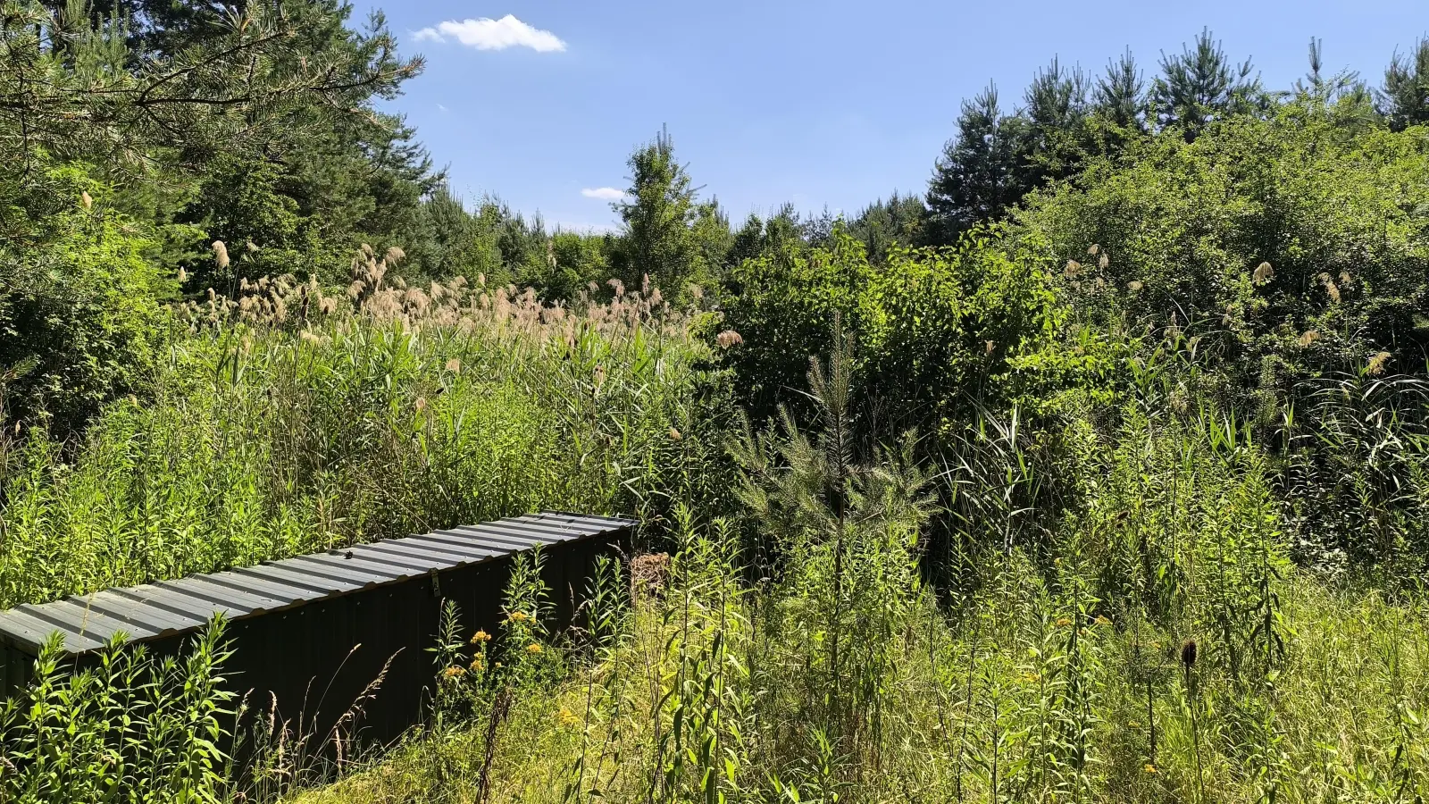 Auf den ersten Blick sieht das Gelände der verfüllten Sandgrube unproblematisch aus. Doch Landwirt Thomas Schaffner aus Oberkemmathen sieht Anhaltspunkte dafür, dass im Untergründe noch Abfälle liegen könnten.  (Foto: Thomas Schaller)