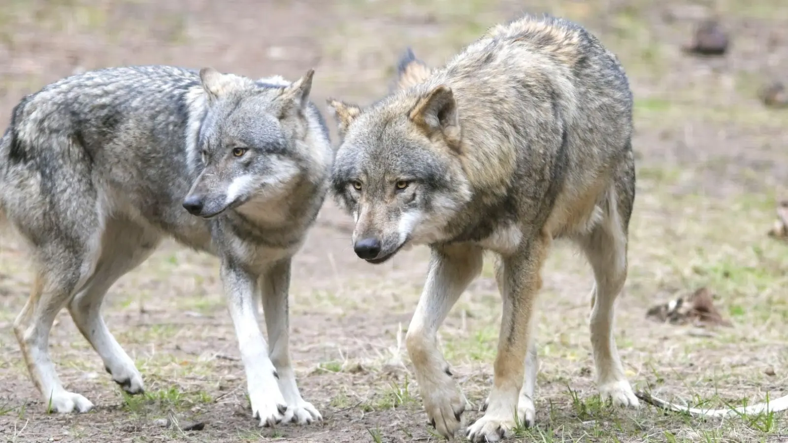 Die bayerische Wolfsverordnung ist nach einem Gerichtsorteil zwar unwirksam. Die Staatsregierung will sie nun aber wohl inhaltlich unverändert über einen Umweg wieder in Kraft setzen. (Archivbild) (Foto: Soeren Stache/dpa-Zentralbild/dpa)