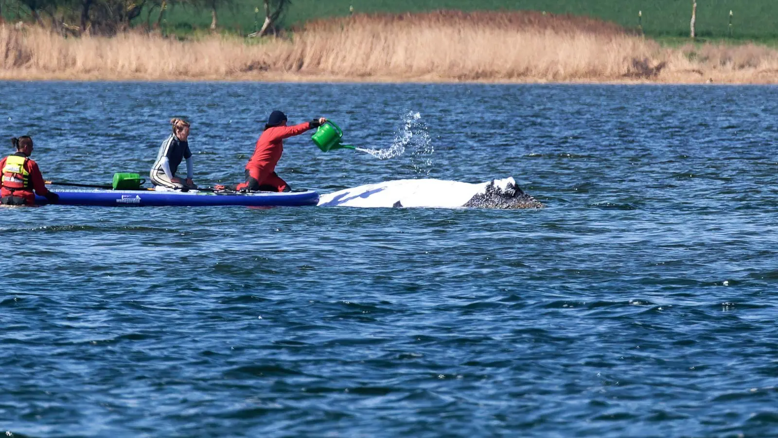 Der Buckelwal wird von Helfern vor der Insel Poel mit Wasser aus einer Gießkanne bespritzt. (Foto: Marcus Golejewski/dpa)
