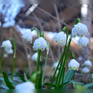 Frühlingsgefühle - gesehen in Equarhofen (Foto: Friedrich Keim)