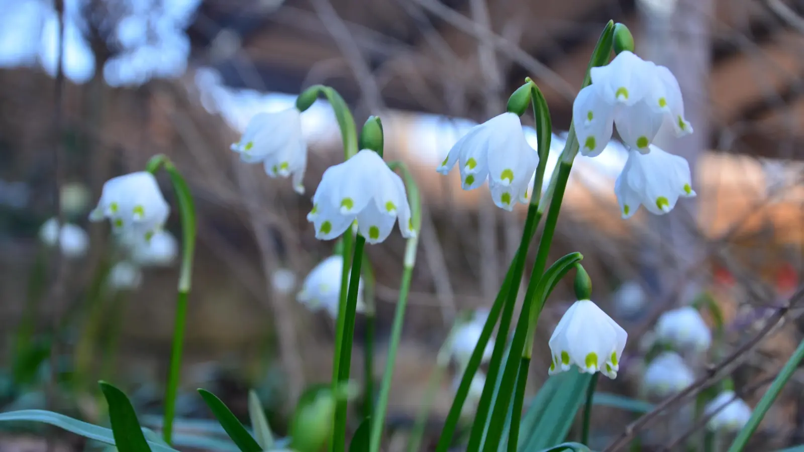 Frühlingsgefühle - gesehen in Equarhofen (Foto: Friedrich Keim)