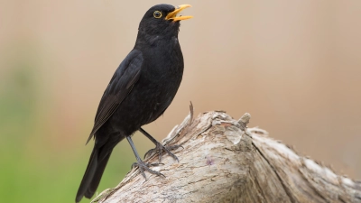 Die Amsel zählt zu den häufig gesichteten Tieren bei der Stunde der Gartenvögel. (Foto: LBV/Erich Obster)