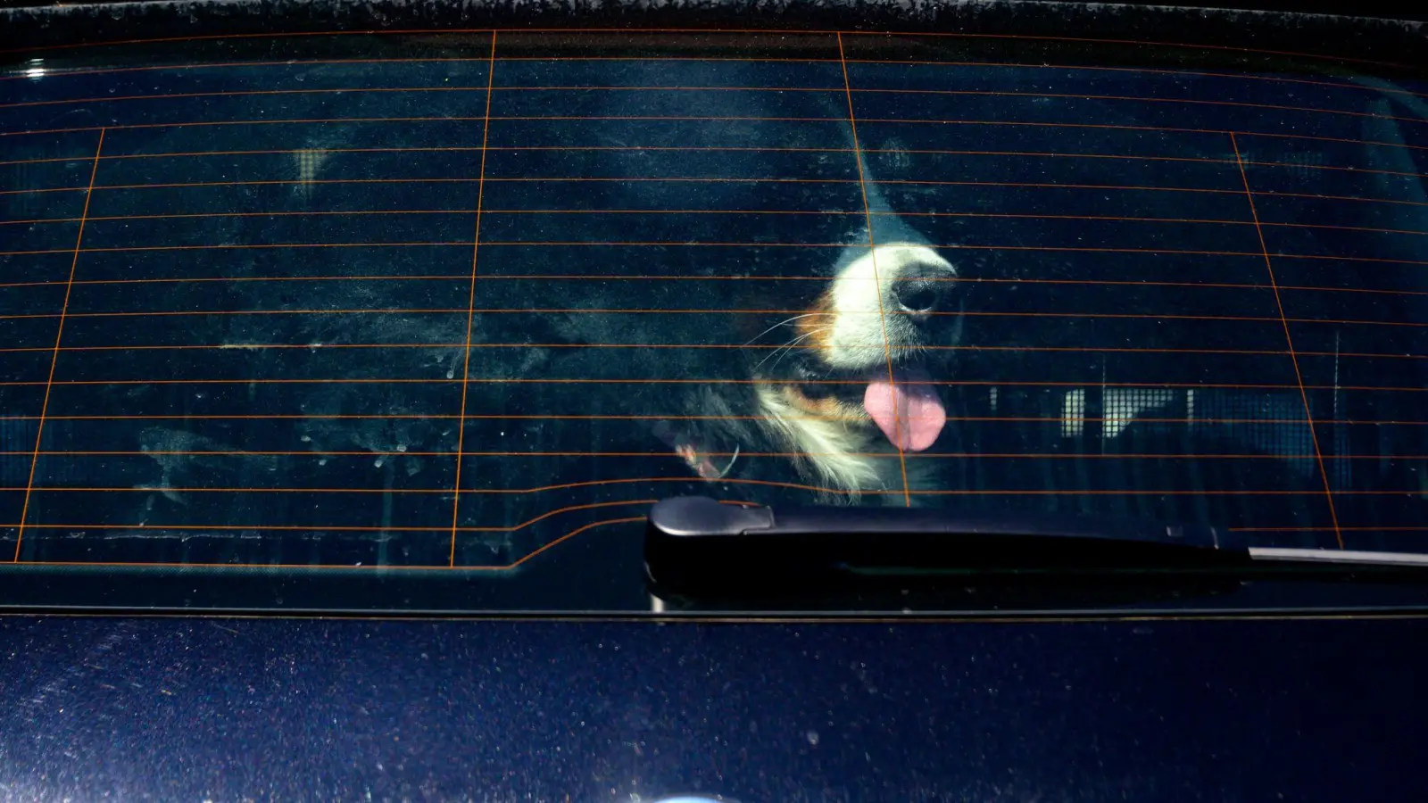 Achtung Hundebesitzer: Vierpföter sollten bei Hitze nicht im geschlossenen Auto bleiben. (Symbolbild) (Foto: Axel Heimken/dpa)