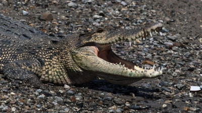 In keinem anderen Land der Erde werden so viele Menschen von Krokodilen getötet wie in Indonesien. (Symbolbild) (Foto: Muhammad Taufan/dpa)