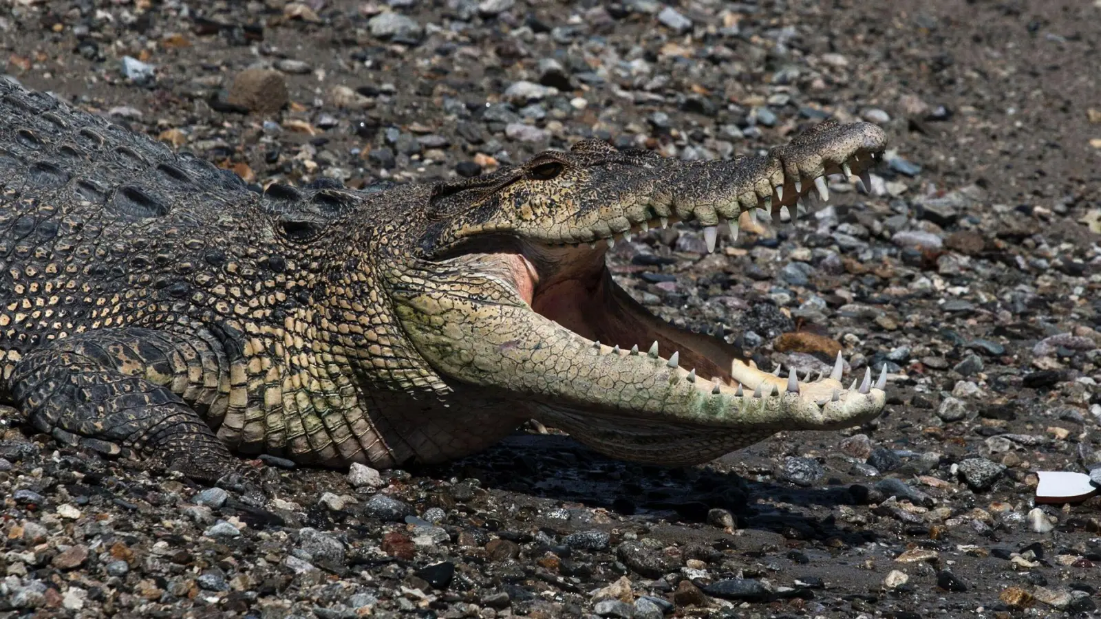 In keinem anderen Land der Erde werden so viele Menschen von Krokodilen getötet wie in Indonesien. (Symbolbild) (Foto: Muhammad Taufan/dpa)