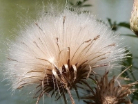 Flauschige Pracht - gesehen in Bad Windsheim (Foto: Penelope Meyer)
