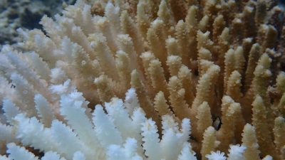 Von Kimberley bis Ningaloo: Von der Bleiche betroffen ist ein Gebiet von rund 1.500 Kilometern Länge.  (Foto: Declan Stick/AUSTRALIAN INSTITUTE OF MARINE SCIENCE/AAP/dpa)