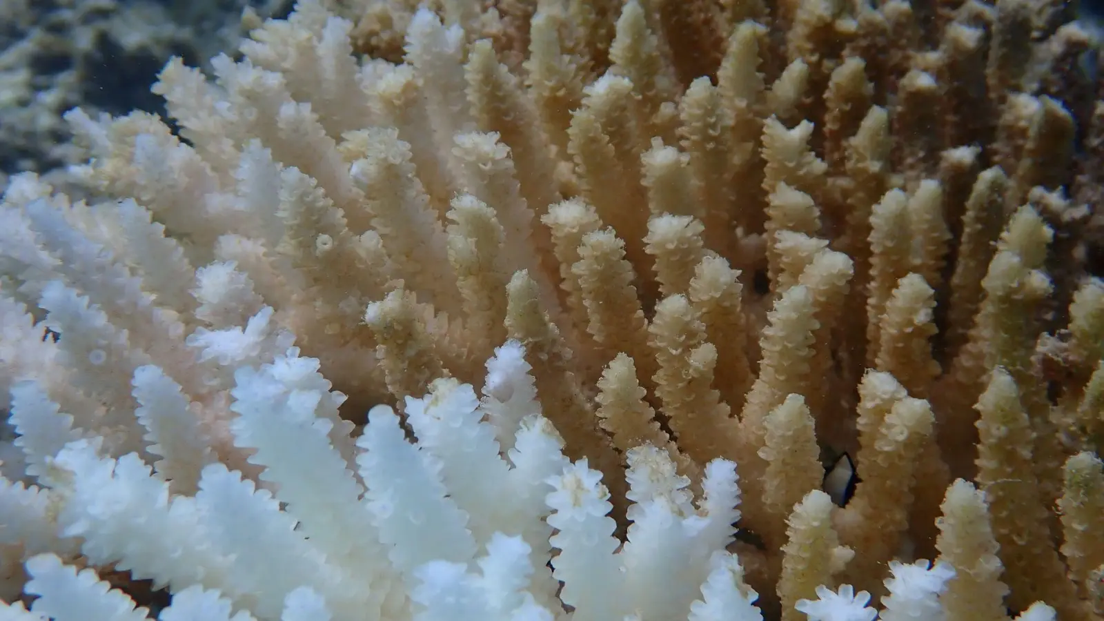 Von Kimberley bis Ningaloo: Von der Bleiche betroffen ist ein Gebiet von rund 1.500 Kilometern Länge.  (Foto: Declan Stick/AUSTRALIAN INSTITUTE OF MARINE SCIENCE/AAP/dpa)