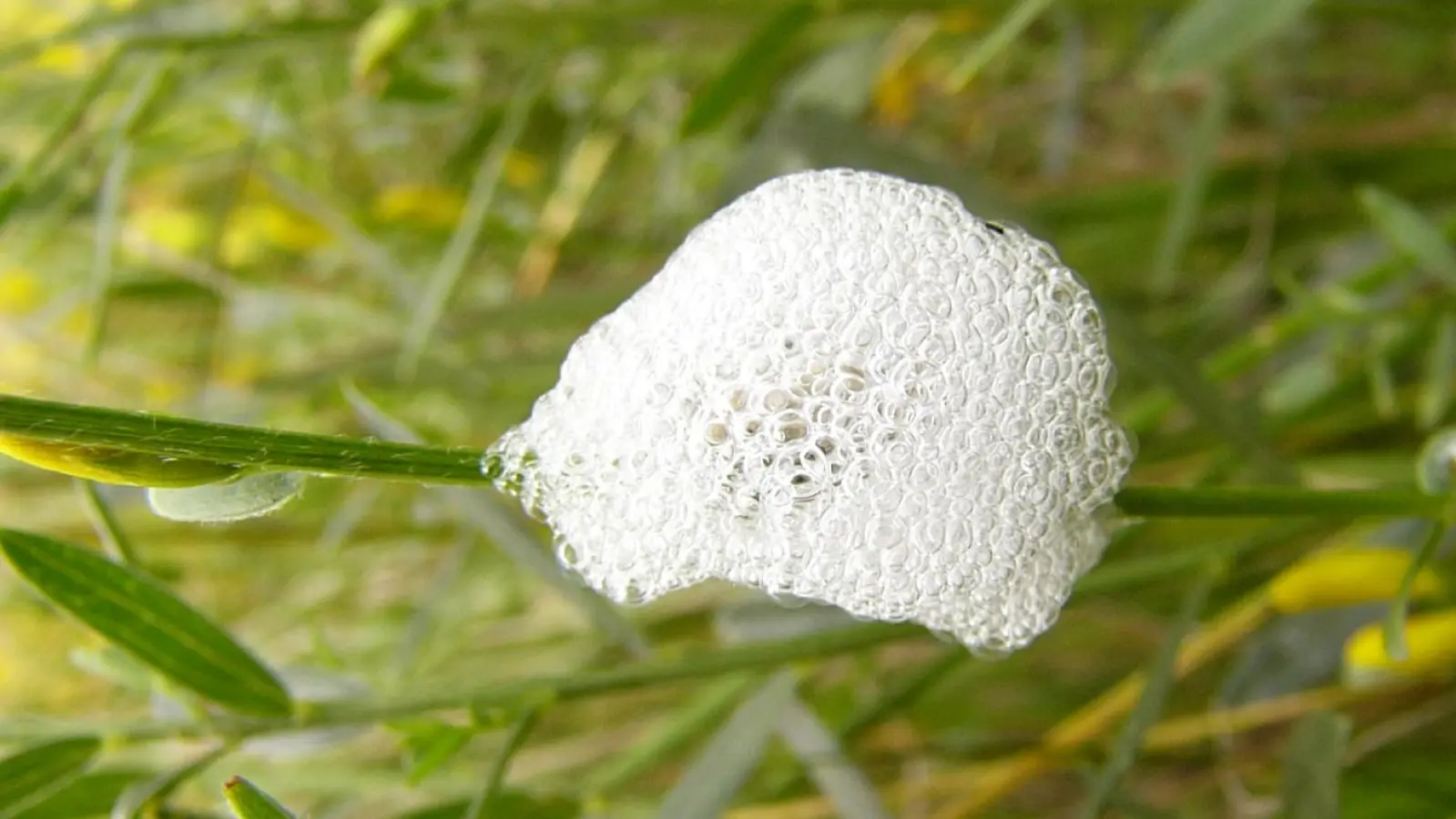 Larven der Wiesen-Schaumzikade produzieren eine auffällige Hülle, die groß wie eine Haselnuss ist und vor Hitze, Trockenheit und Feinden schützt. (Foto: Ulrich Meßlinger)