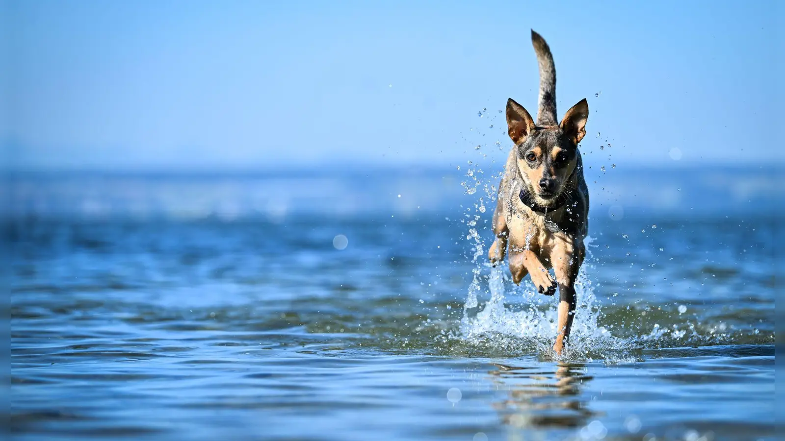 Die Bedürfnissen und Gewohnheiten des Hundes sollten bei der Wahl eines passenden Urlaubsortes berücksichtigt werden. (Foto: Felix Kästle/dpa/dpa-tmn)