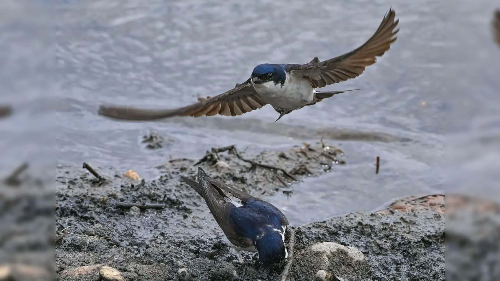 Bisher führt die Mehlschwalbe bei der Wahl zum „Vogel des Jahres“. (Symbolbild) (Foto: Patrick Pleul/dpa)