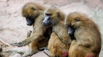 Der Tiergarten hatte aus Platzmangel im Juli zwölf gesunde Paviane getötet. Aus Sicht von Tierschutz- und Tierrechtsorganisationen verstößt das gegen das Tierschutzgesetz. (Archivbild) (Foto: Daniel Karmann/dpa)