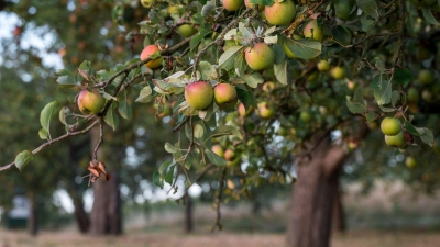 Streuobstwiesen sind nicht nur gut für die Artenvielfalt, sondern liefern auch heimisches Obst. (Archivbild) (Foto: Daniel Vogl/dpa)