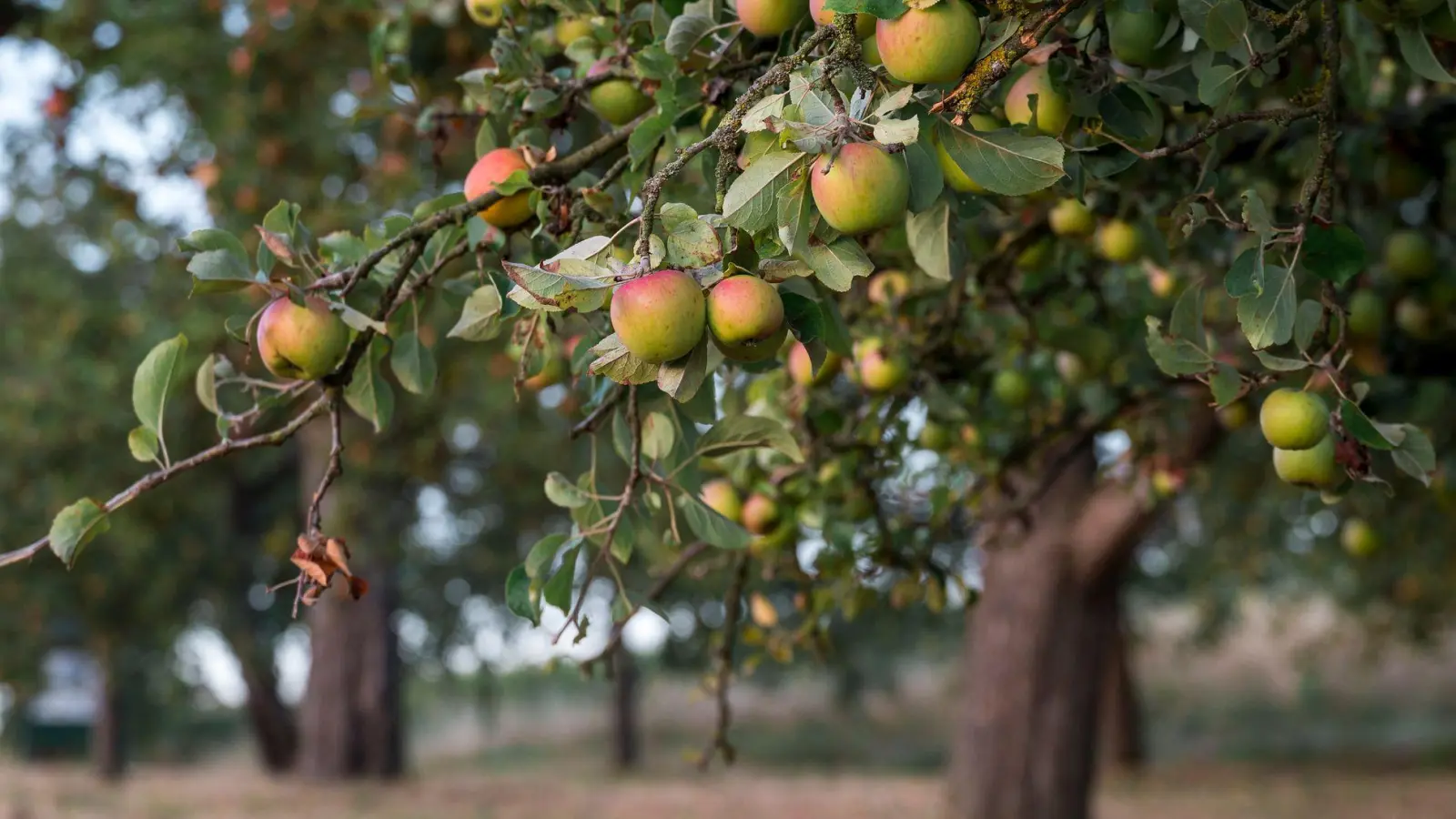 Streuobstwiesen sind nicht nur gut für die Artenvielfalt, sondern liefern auch heimisches Obst. (Archivbild) (Foto: Daniel Vogl/dpa)
