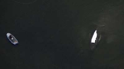 Der Rettungsversuch des in der Ostsee gestrandeten Buckelwals zieht sich in die Länge.  (Foto: Stefan Sauer/dpa)